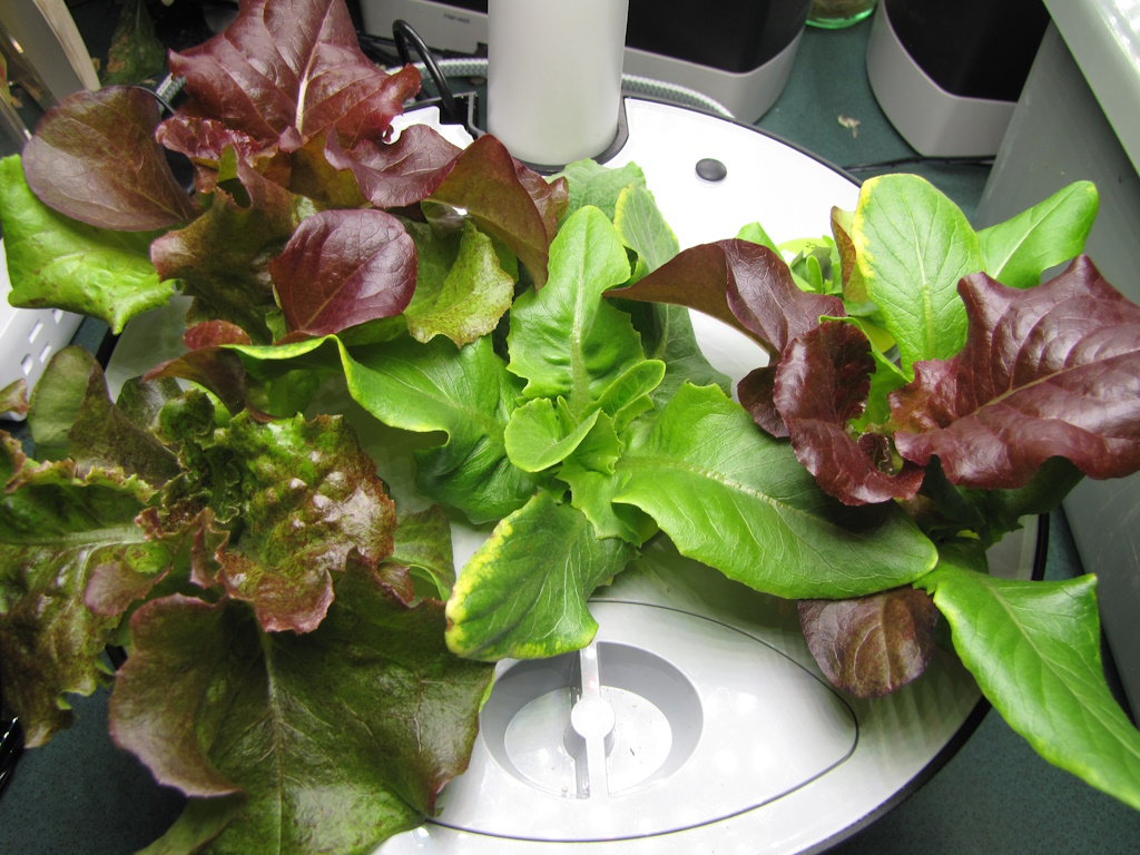 Looking down on nineteen days’ growth of five lettuce plants and one cucumber plant in an AeroGarden Harvest 360