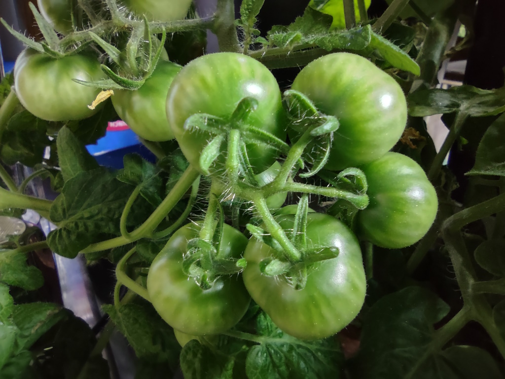 Cherry tomatoes growing in an AeroGarden Harvest