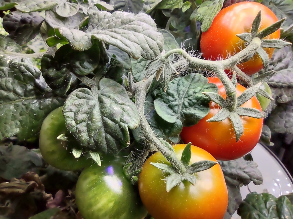 Close up view of 5 cherry tomatoes growing in AeroGarden Harvest 360