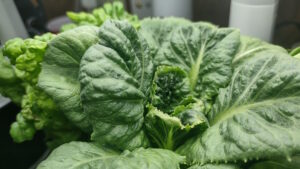 Close up view of healthy lettuce growing in hydroponic growing system