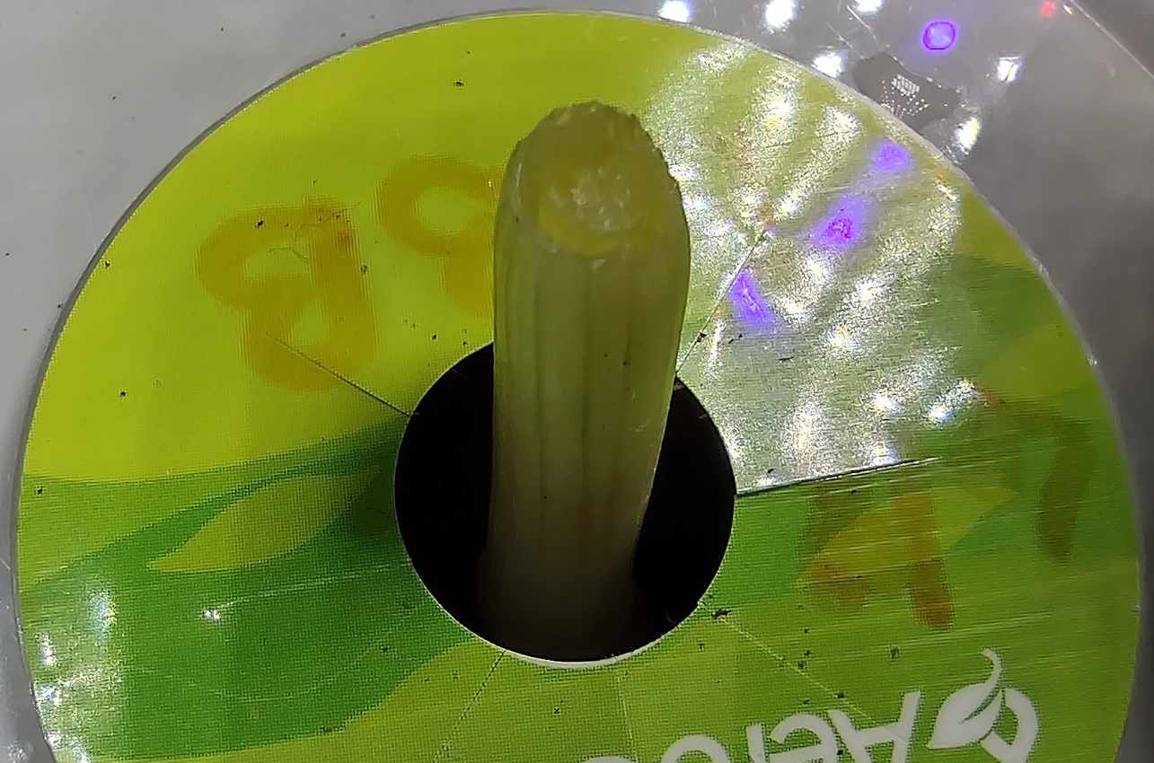 Bulb of green onion purchased from grocery store now seated in pod of Hydroponic Growing System