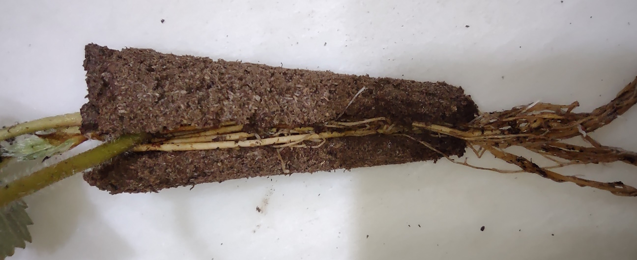 Picture of AeroGarden grow sponge split length-wise with inserted strawberry seedling